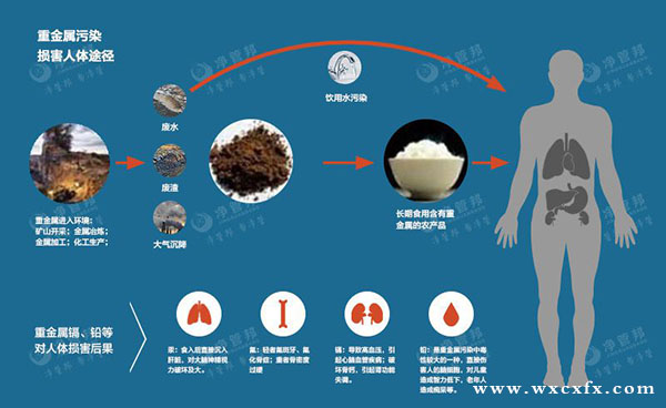 重金屬污染,重金屬污染的生物積累性,重金屬污染的危害 /cxyq/20190718102013-FmJuhLmVKhddOTFIcy1gtyhrT1FV.jpg